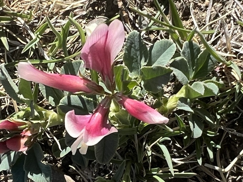 Trifolium eximium photo 2