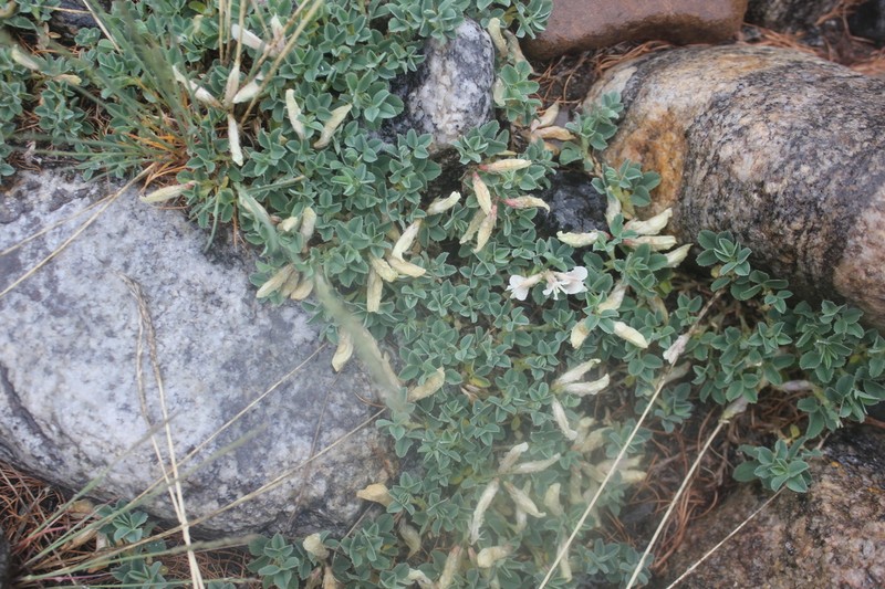 Trifolium eximium photo 3