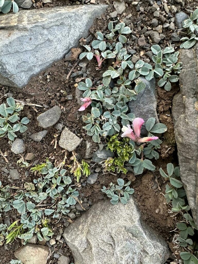 Trifolium eximium photo 4