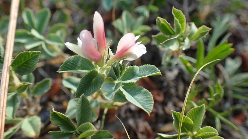 Trifolium eximium photo 5