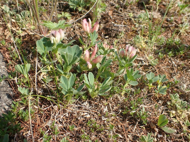 Trifolium eximium photo 6