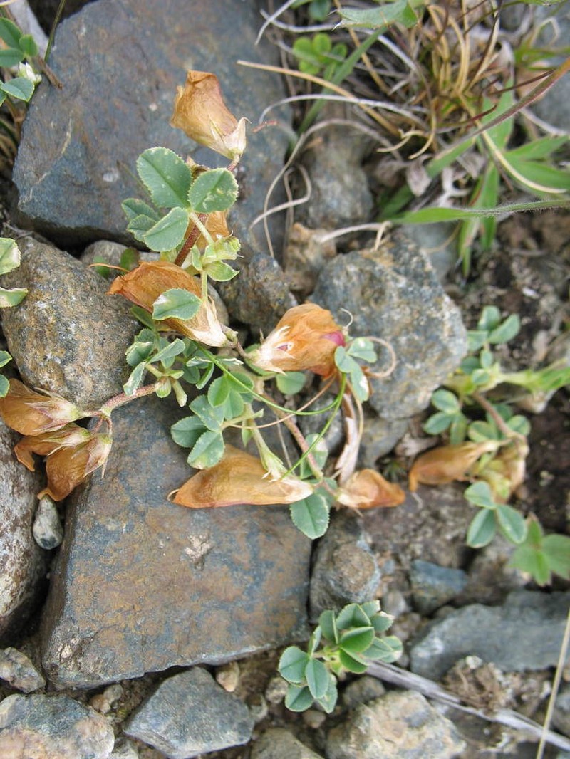 Trifolium eximium photo 7