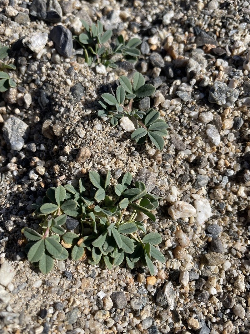 Trifolium eximium photo 8