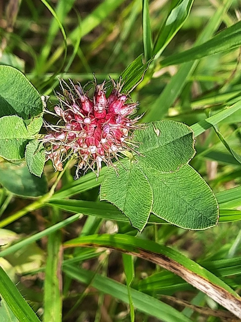 Trifolium fontanum