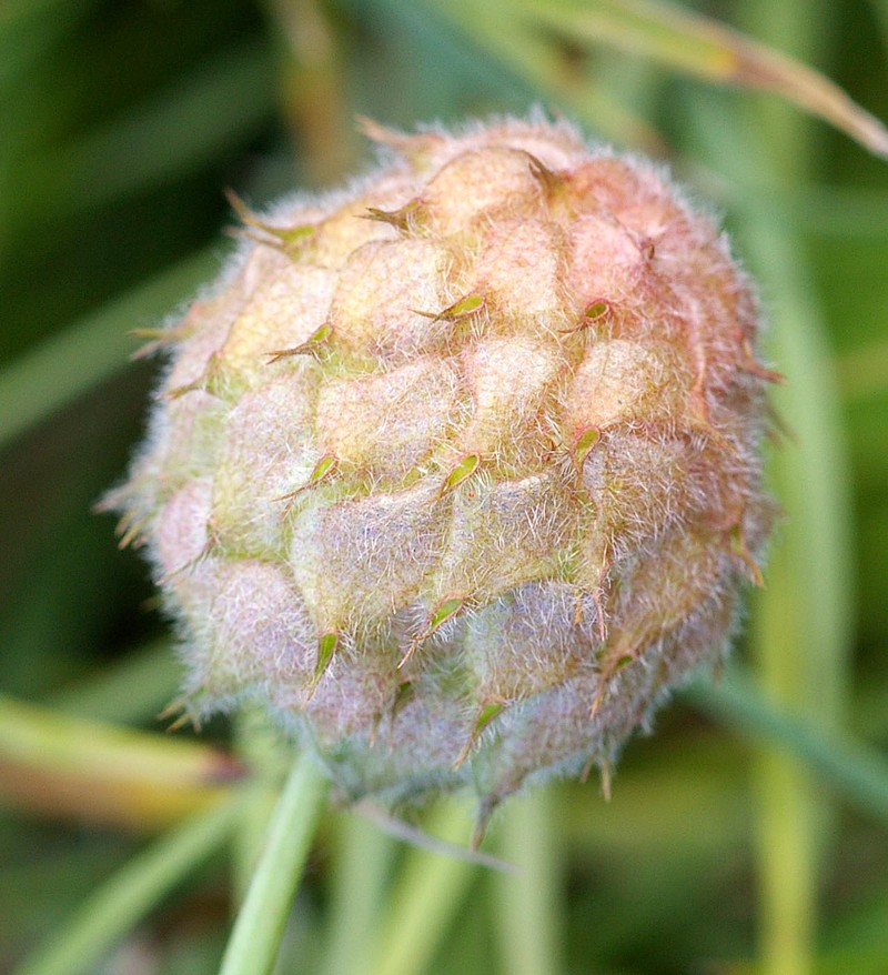 Strawberry Clover