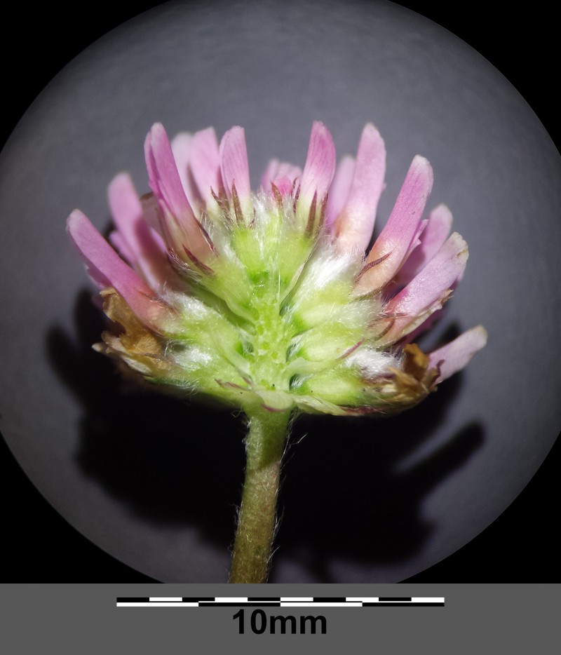 Strawberry Clover photo 2