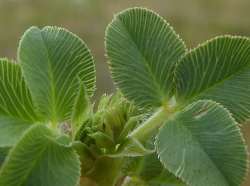 Strawberry Clover photo 3