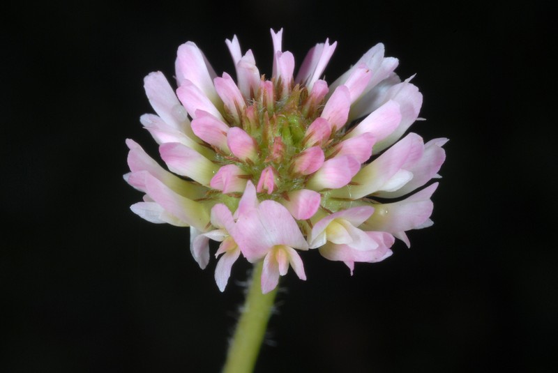 Strawberry Clover photo 4
