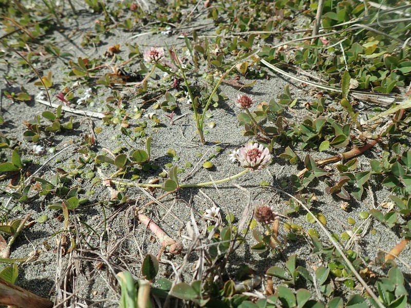 Strawberry Clover photo 5