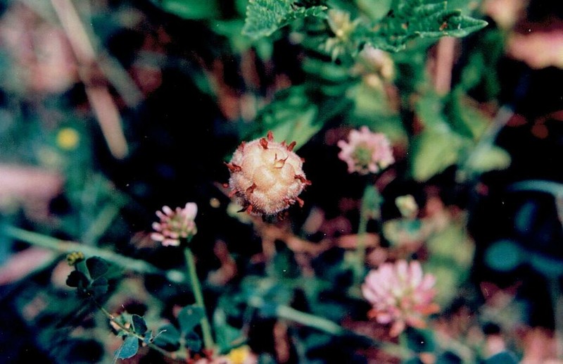 Strawberry Clover photo 6