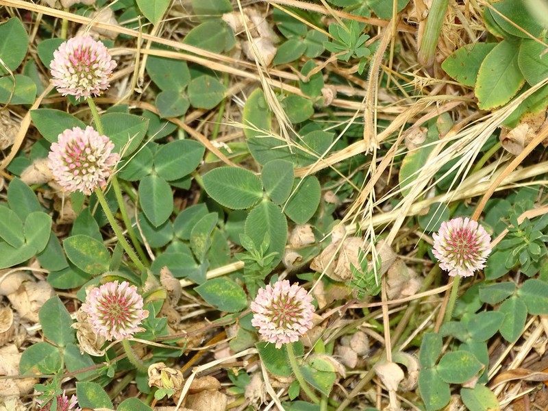 Strawberry Clover photo 7