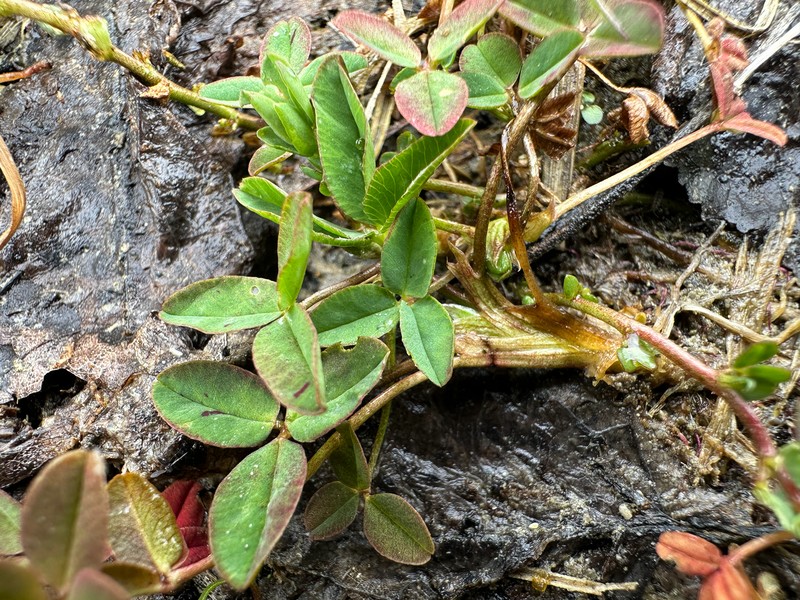 Trifolium fragiferum var. fragiferum