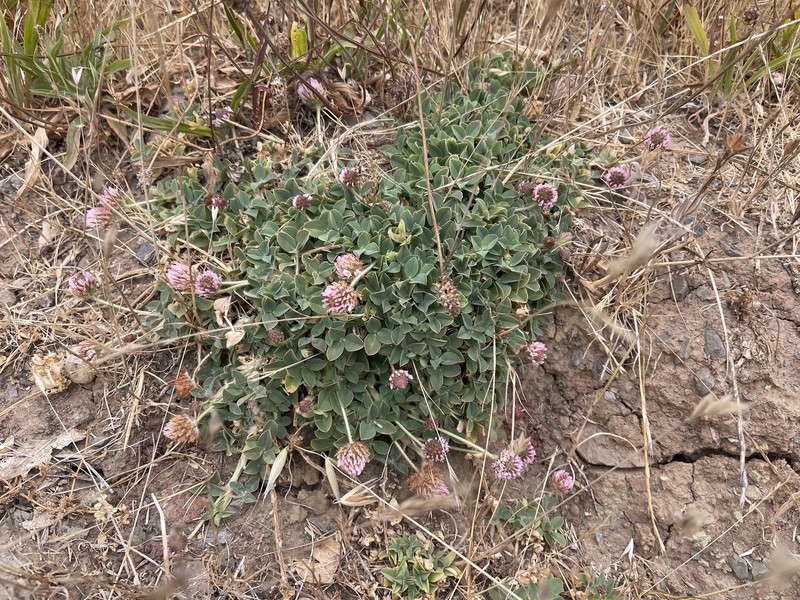 Trifolium fragiferum var. fragiferum photo 2