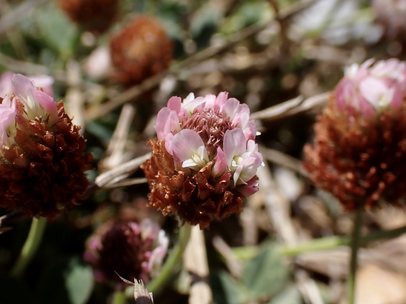 Trifolium fragiferum var. fragiferum photo 3