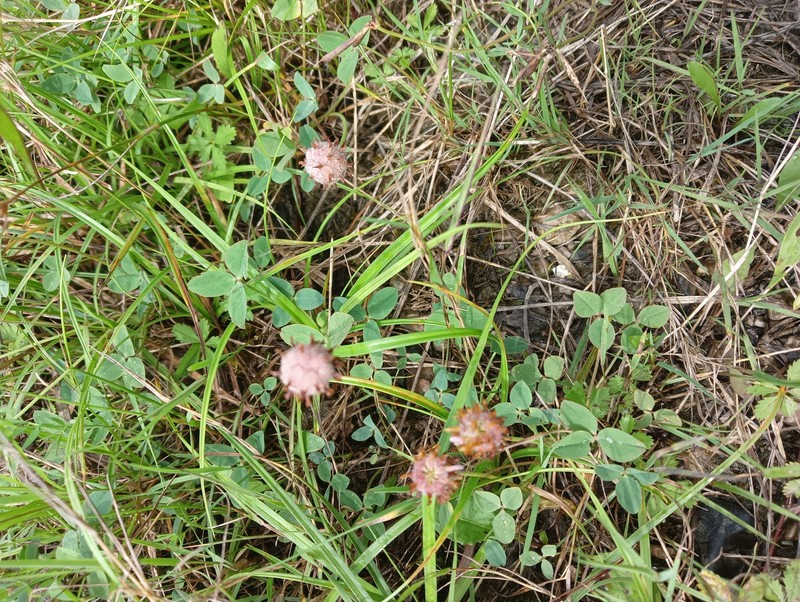 Trifolium fragiferum var. fragiferum photo 4