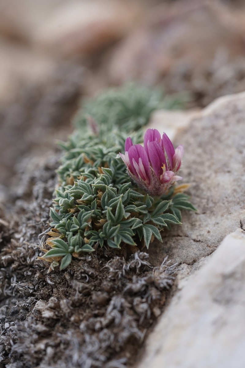 Frisco Clover photo 3
