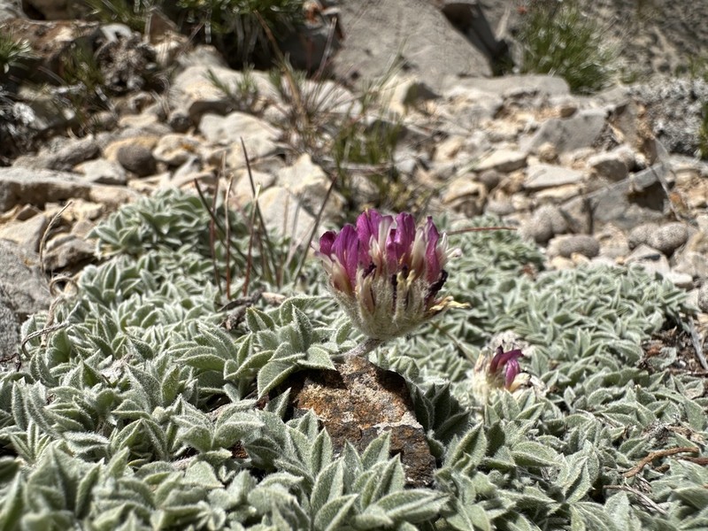 Frisco Clover photo 4