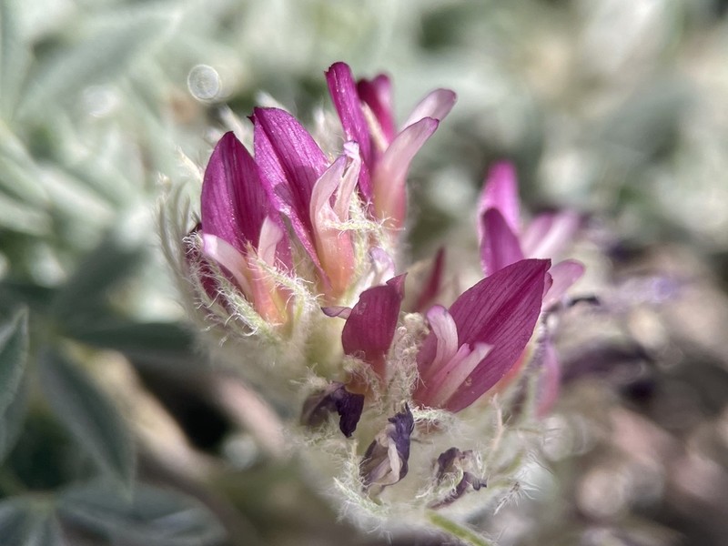 Frisco Clover photo 5