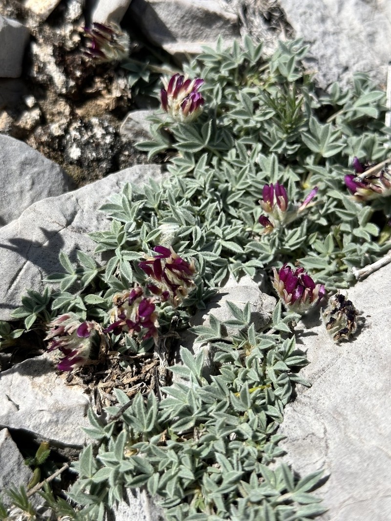 Frisco Clover photo 6