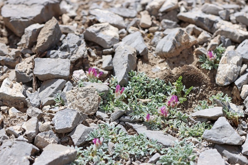 Frisco Clover photo 7