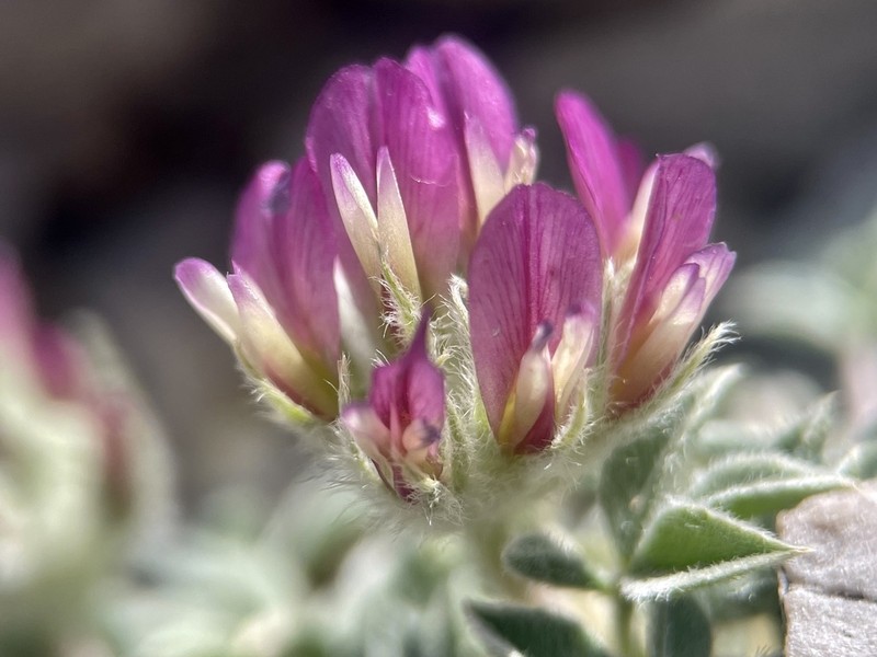 Frisco Clover photo 8