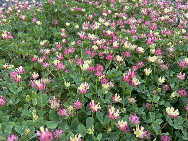 Bull Clover