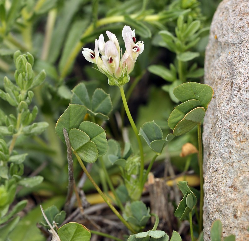 Bull Clover photo 2