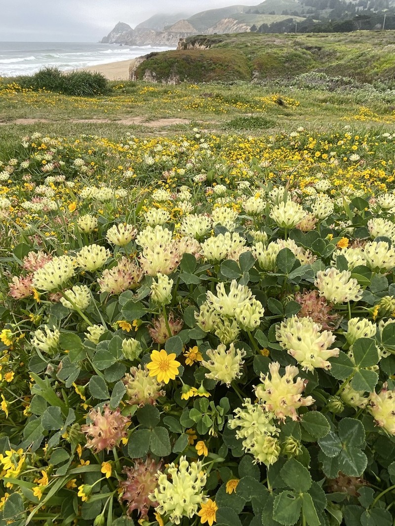 Bull Clover photo 3