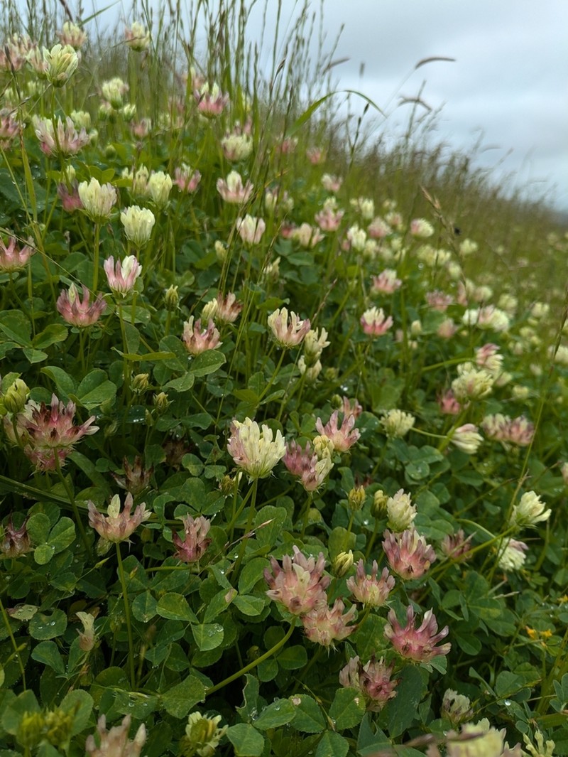 Bull Clover photo 4