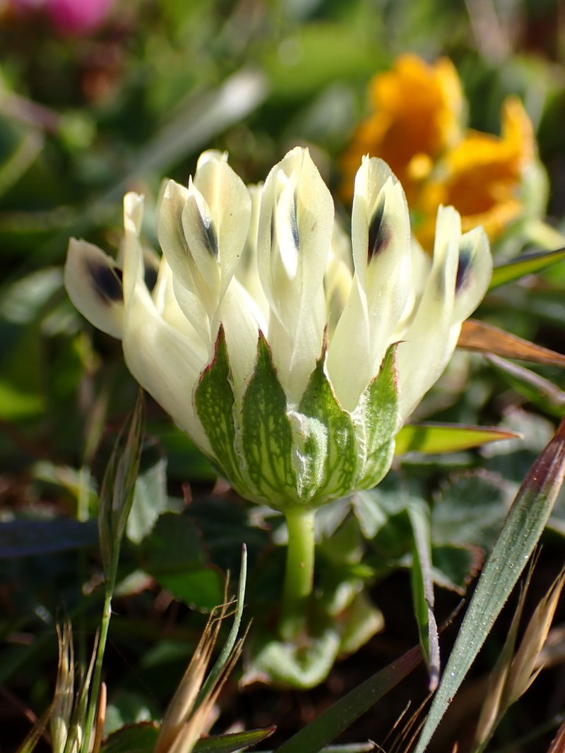 Bull Clover photo 5