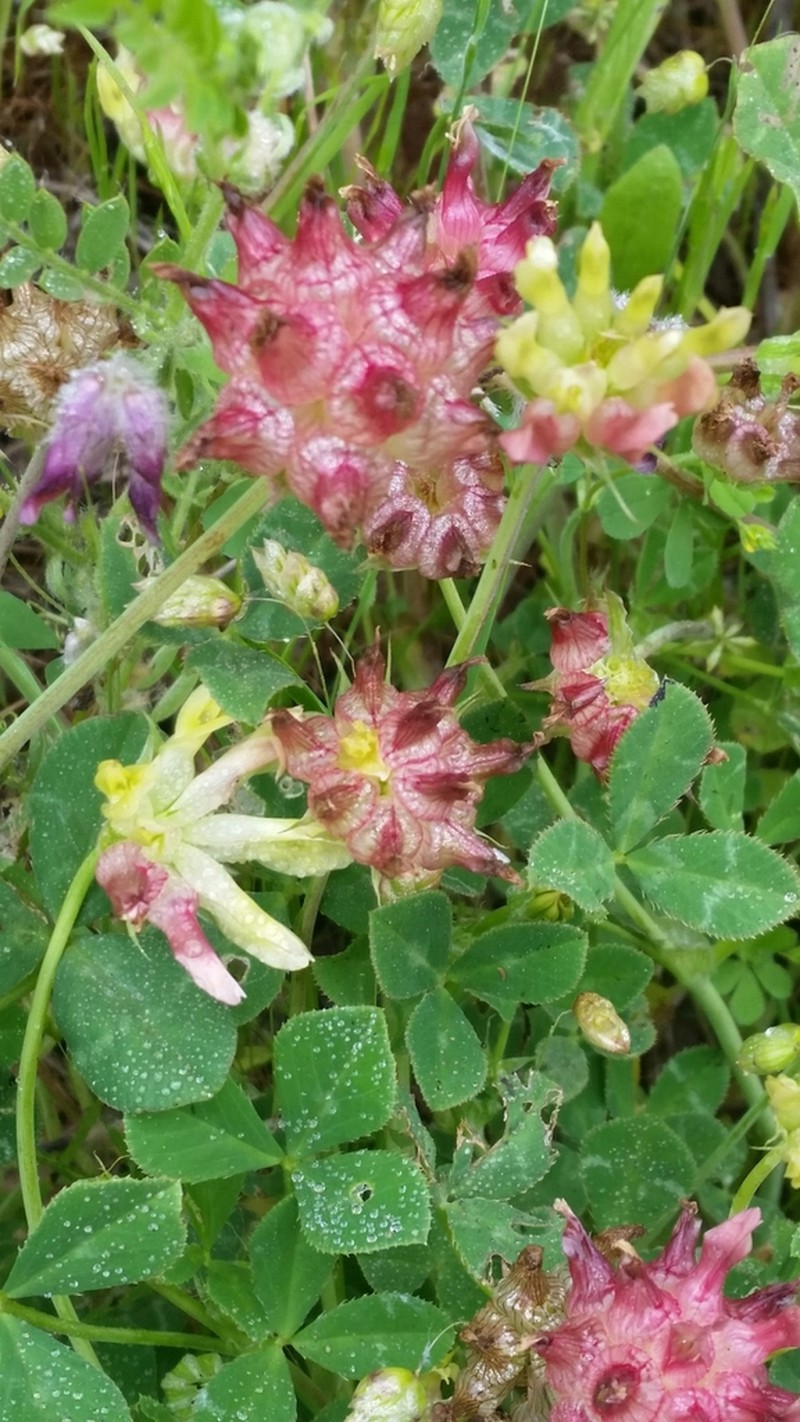 Bull Clover photo 6