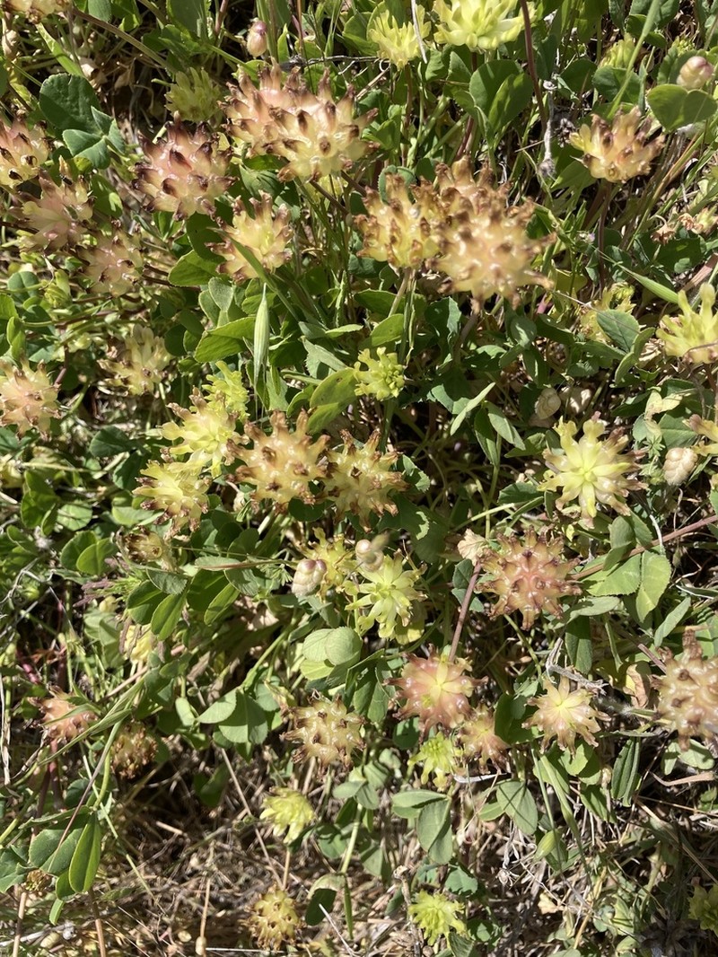Bull Clover photo 7