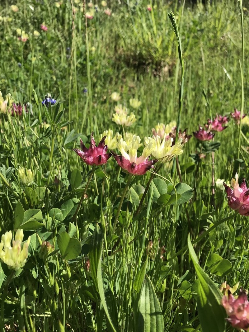 Bull Clover photo 8