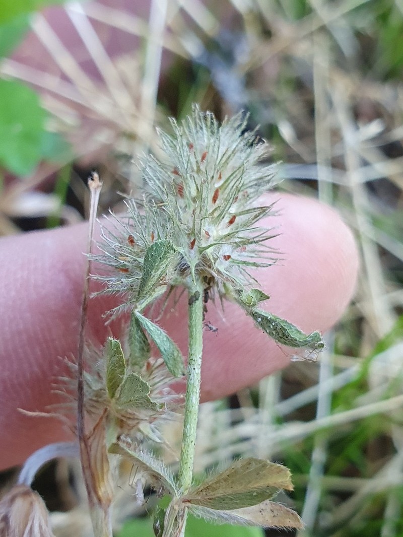 Spanish Clover