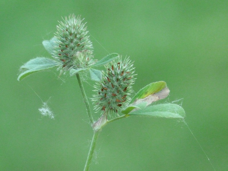 Spanish Clover photo 2