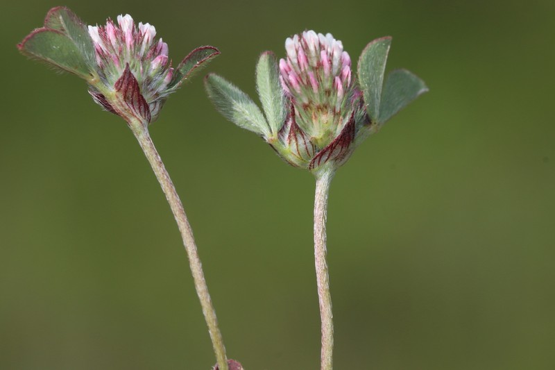 Spanish Clover photo 3