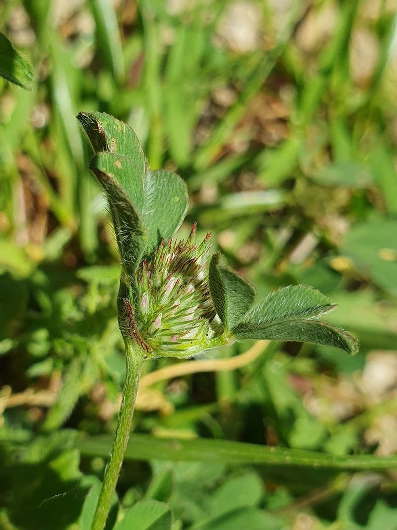 Spanish Clover photo 6