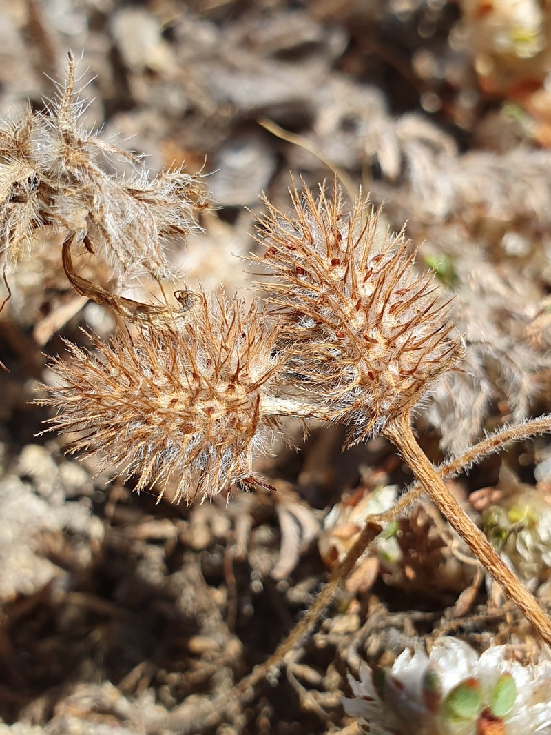 Spanish Clover photo 8