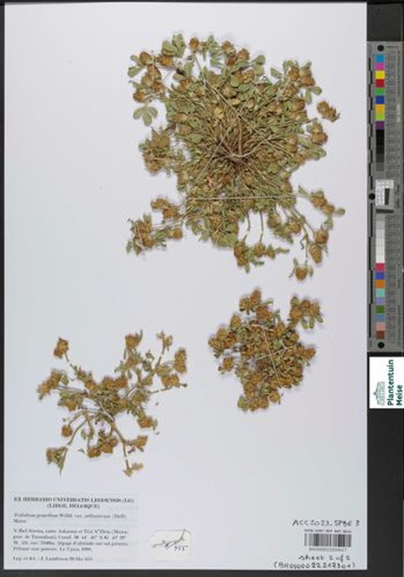 Trifolium gemellum subsp. atlanticum