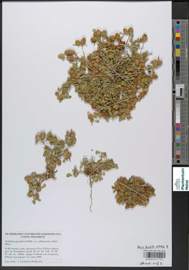 Trifolium gemellum subsp. atlanticum photo 2