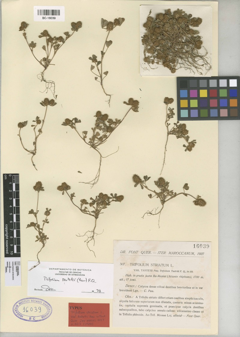 Trifolium gemellum subsp. atlanticum photo 3