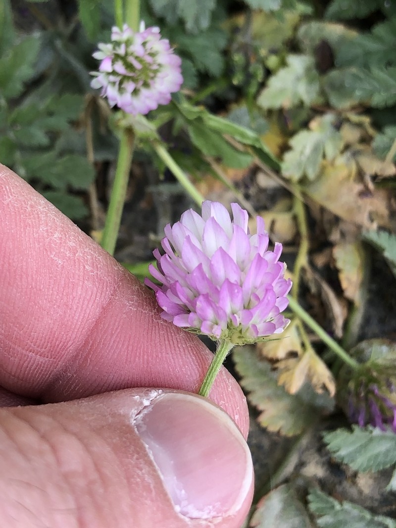 Glandular Clover