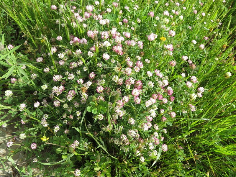 Glandular Clover photo 2