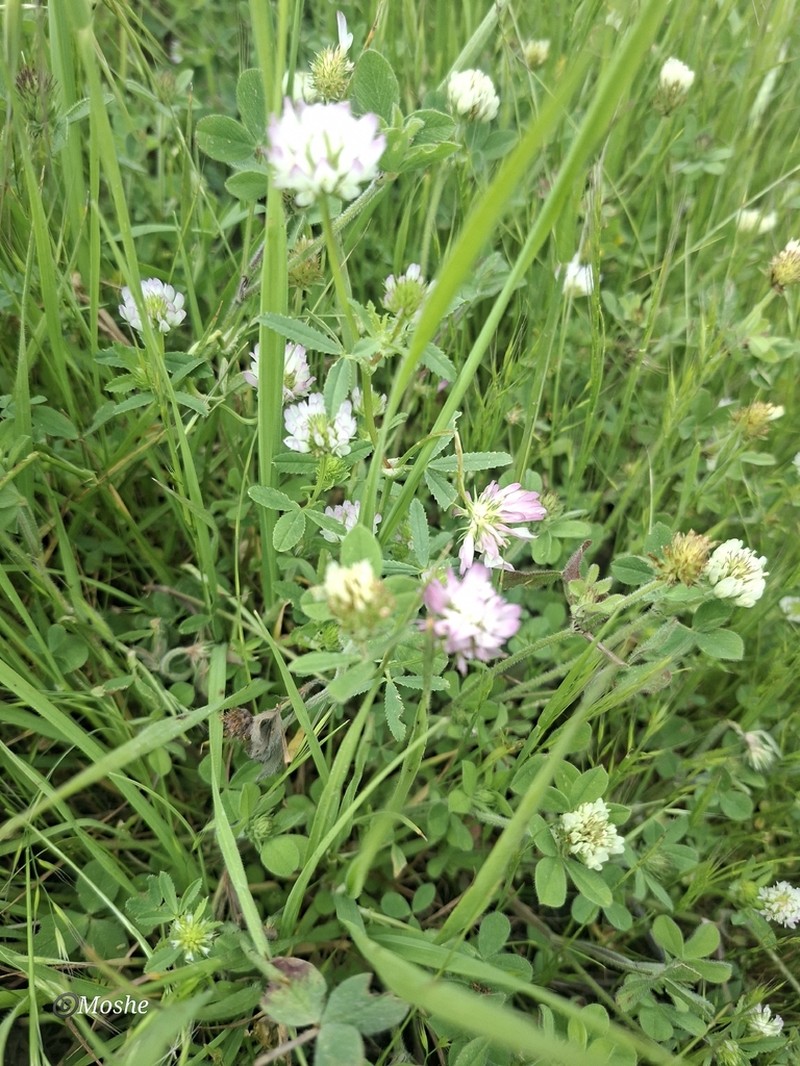 Glandular Clover photo 3