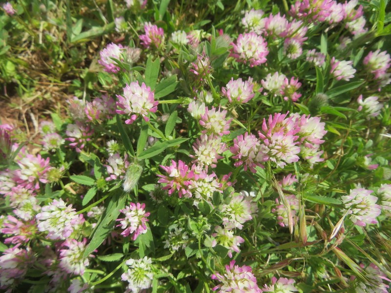 Glandular Clover photo 4