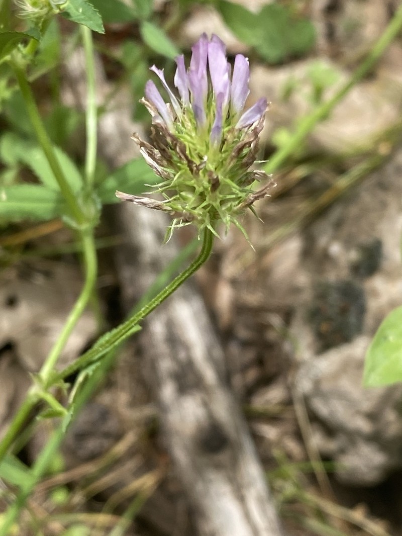 Glandular Clover photo 5