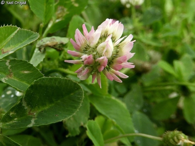 Glandular Clover photo 6