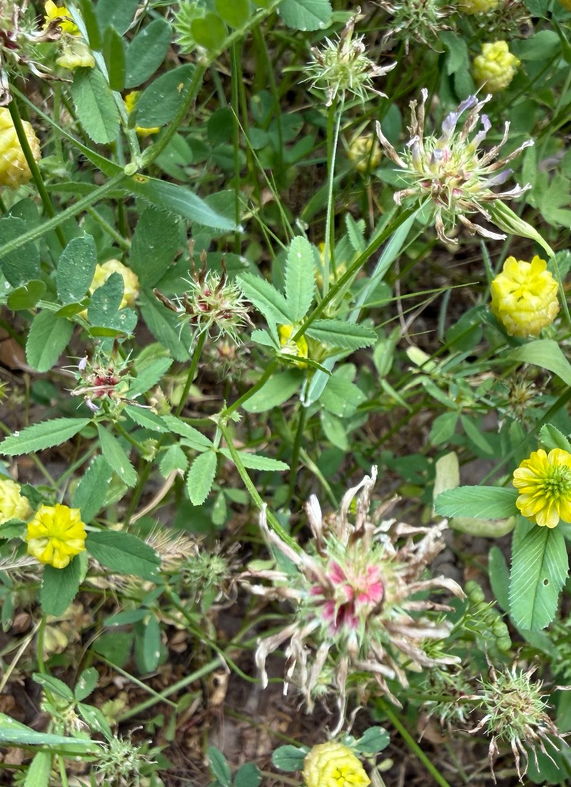 Glandular Clover photo 7
