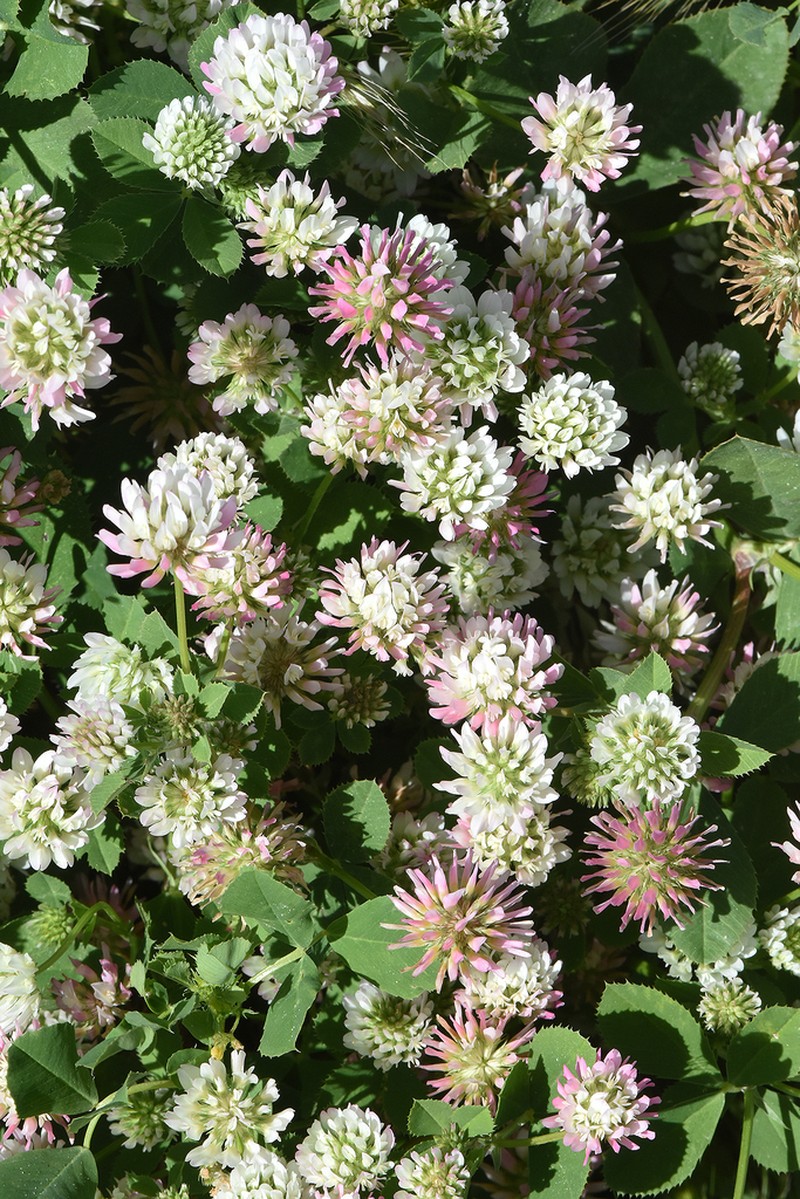 Glandular Clover photo 8