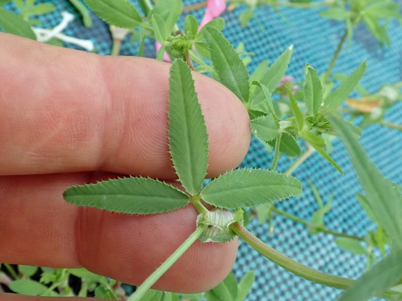 Glandular Clover